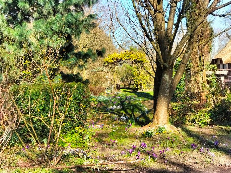 Voorjaarstuin met bomen en heel veel croccussen