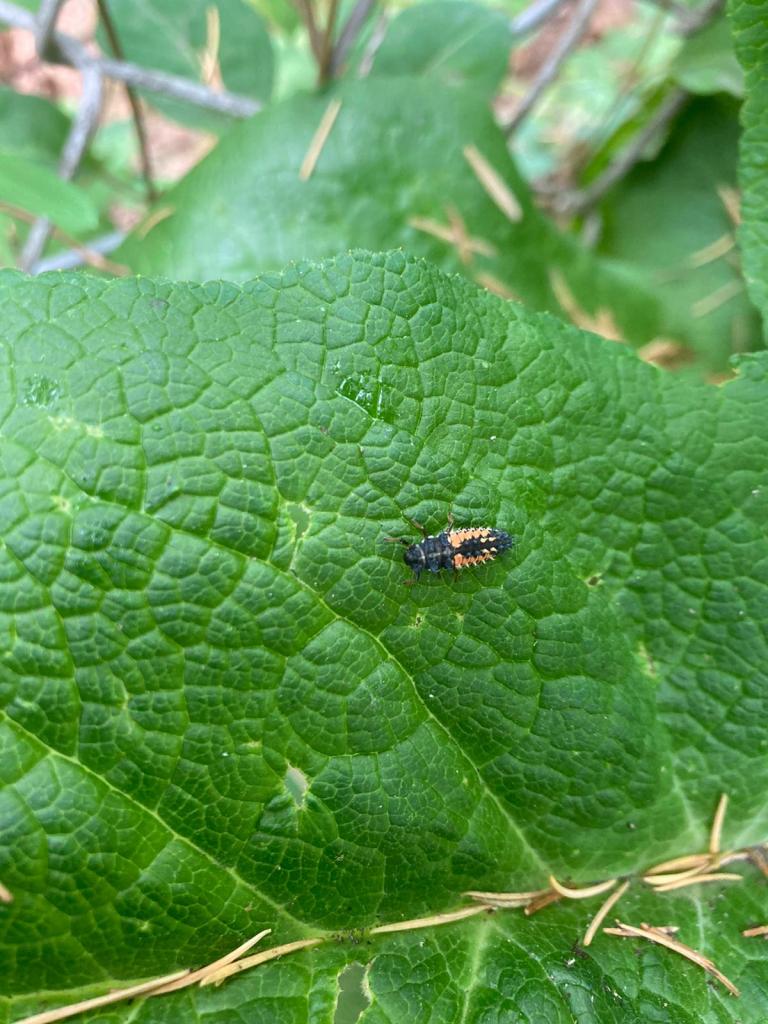 Op deze foto zie je de larve van het lieveheersbeestje