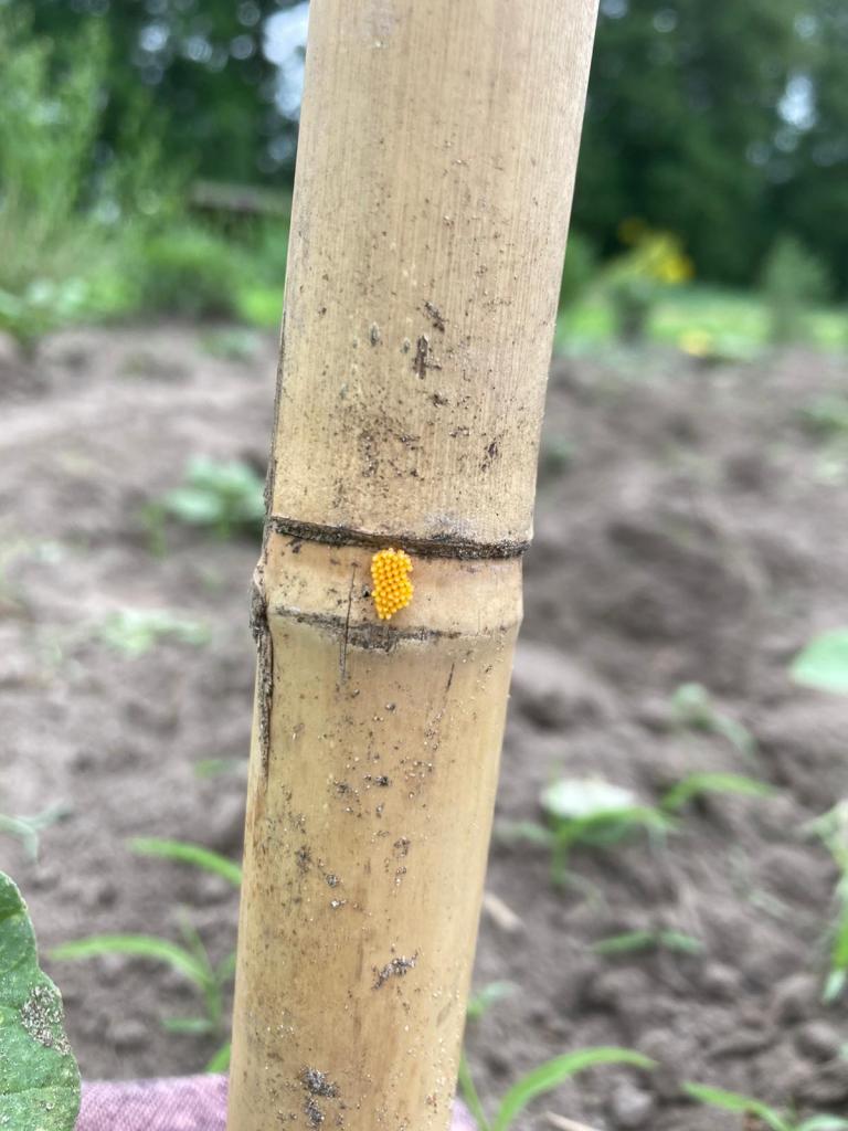 Op deze foto zijn de eitjes van het lieveheersbeestje te zien