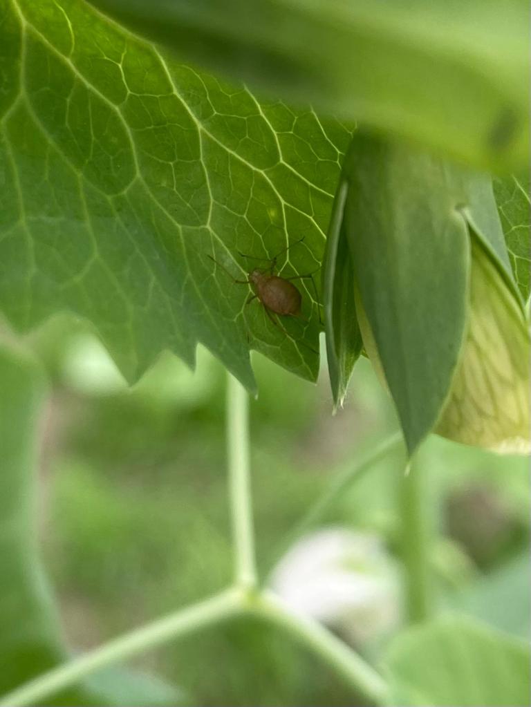 Sluipwespen leggen eitjes in andere insecten. Zoals in bladluizen. Op deze foto is een zo genaamde mummie te zien. Dit is een geparasiteerde bladluis.