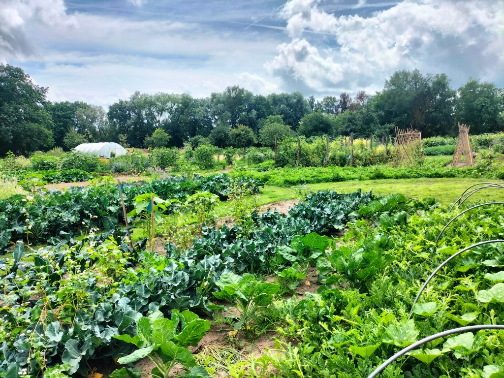 Een zomerse aanblik over de groente tuin. Hier zie je hoe overvloedig de natuur is. bombastisch en met overgave groeien de groente op de Tovertuin.
